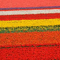 Rows of coloured cultivated tulips (Tulipa sp.), the Netherlands